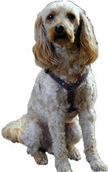 My name is Gounette, I ain't no Hound Dog !!!